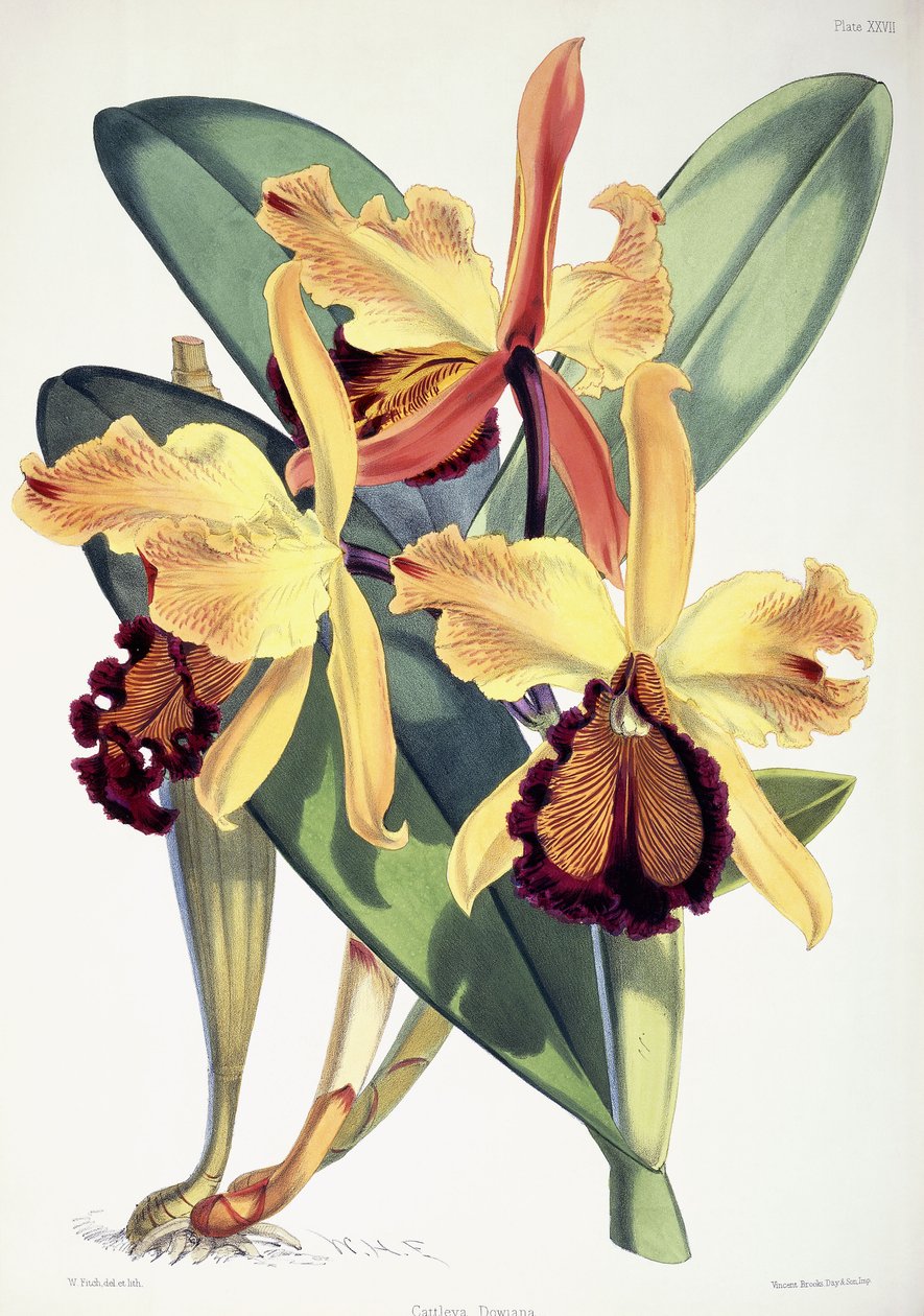 Cattleya Dowiana, c.1862-1877 - Walter Hood Fitch
