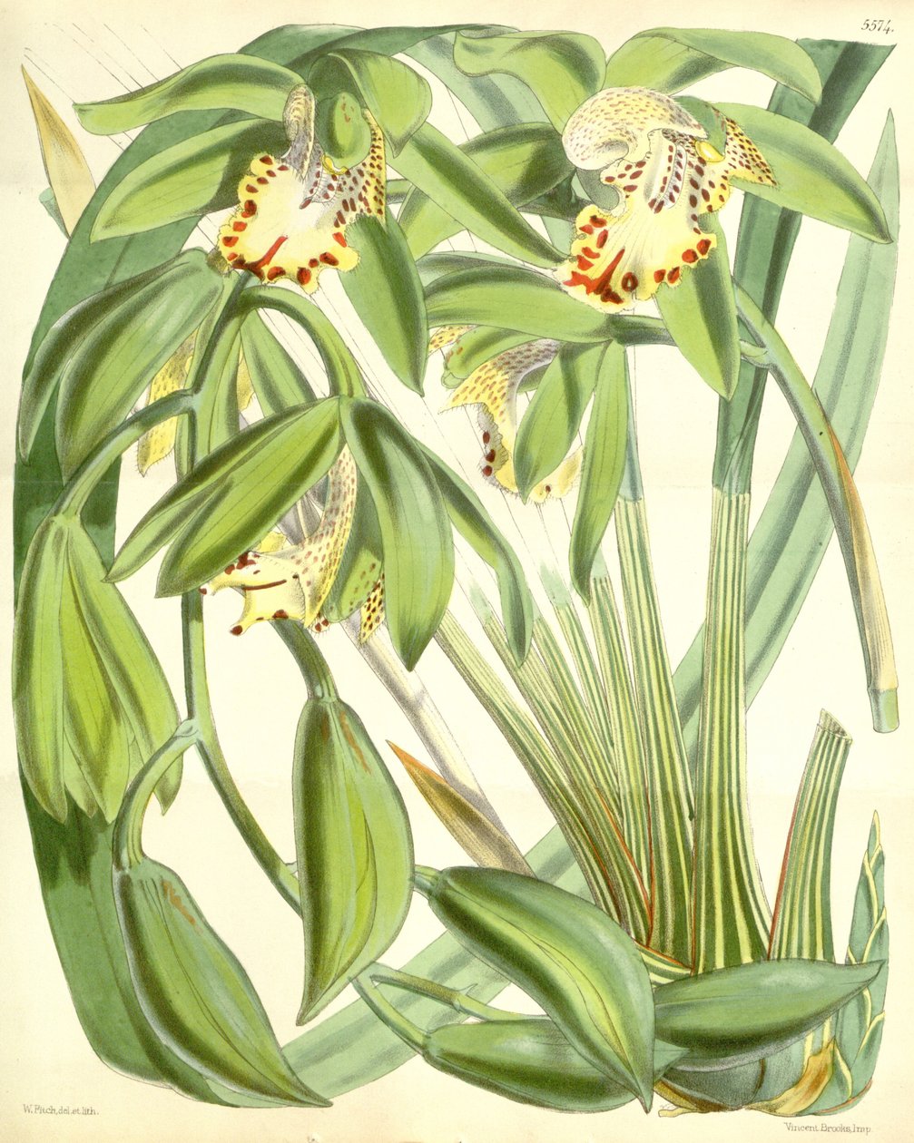 Cymbidium hookerianum - Walter Hood Fitch