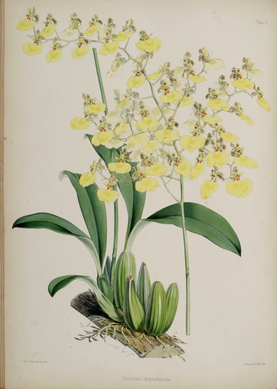 Oncidium bifolium - Walter Hood Fitch