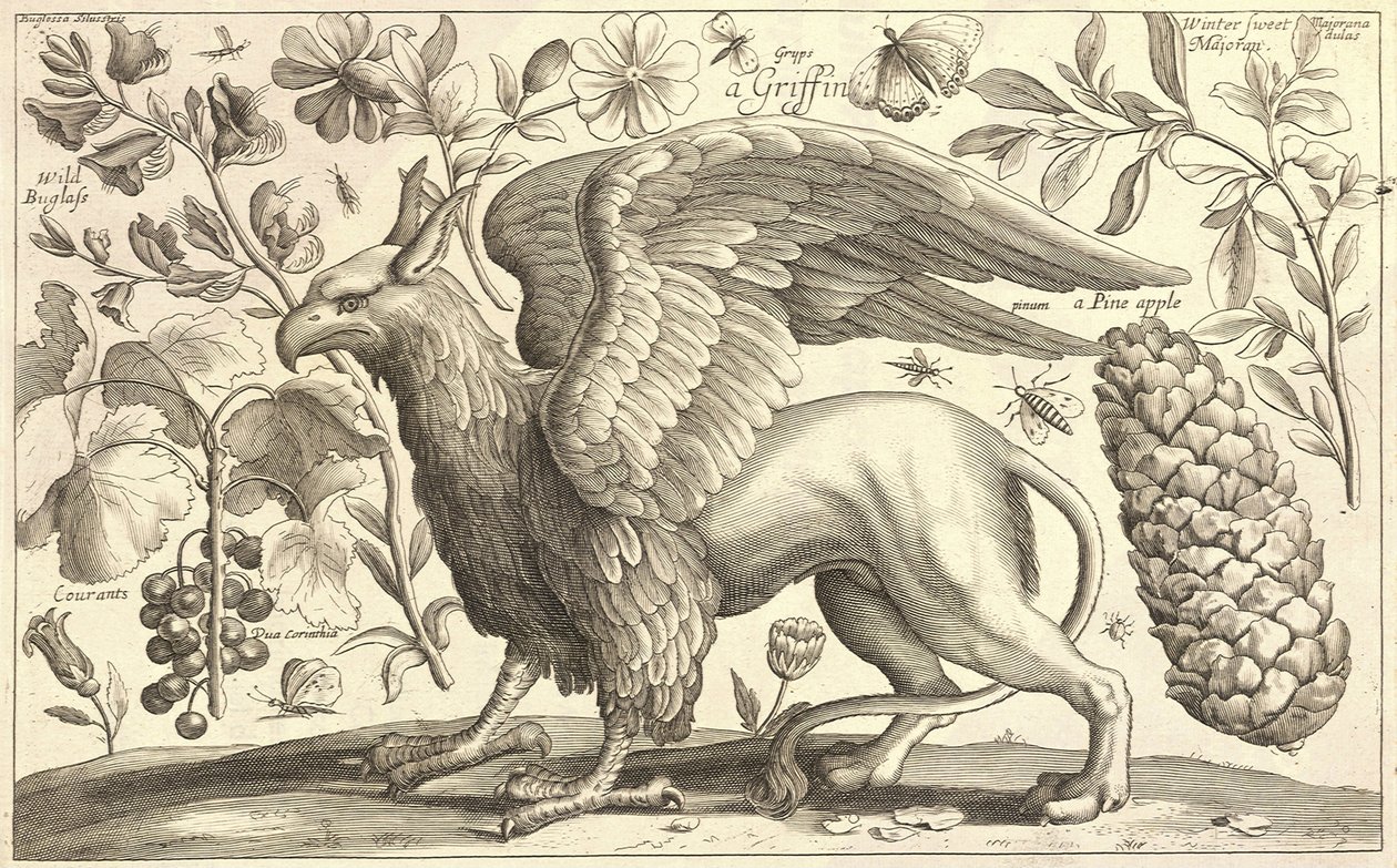 Un griffon - Wenceslaus Hollar