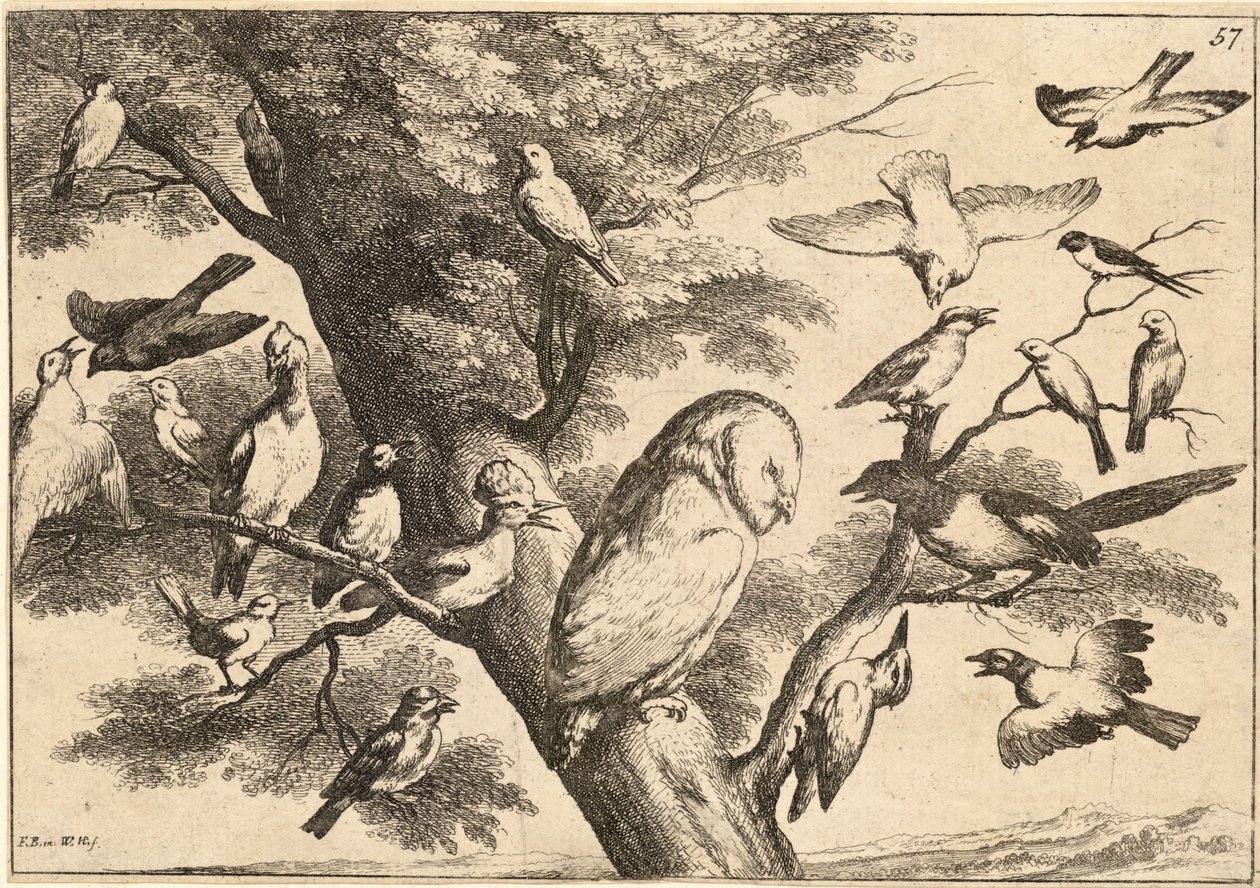 Oiseaux harcelant une chouette - Wenceslaus Hollar