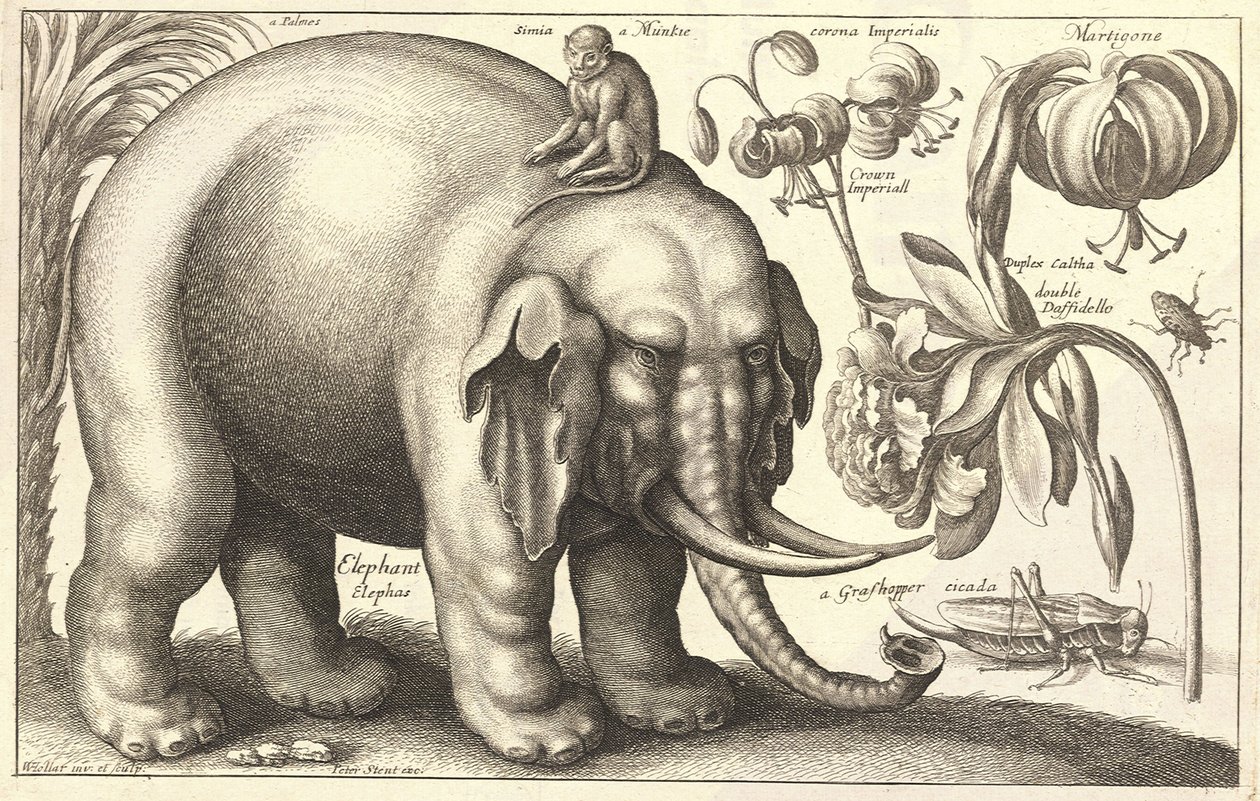 Éléphant et fleurs. État 2 - Wenceslaus Hollar