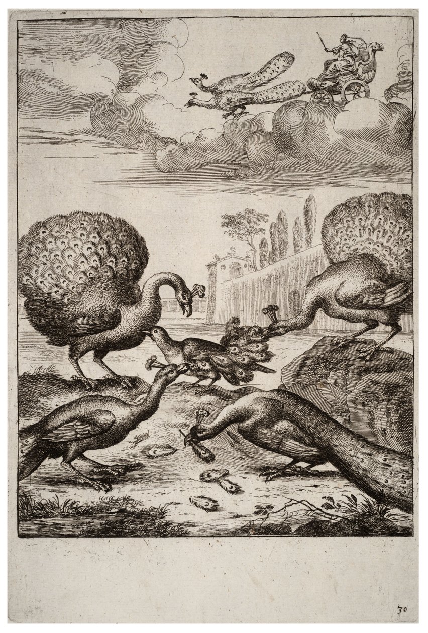 Le geai et les paons - Wenceslaus Hollar