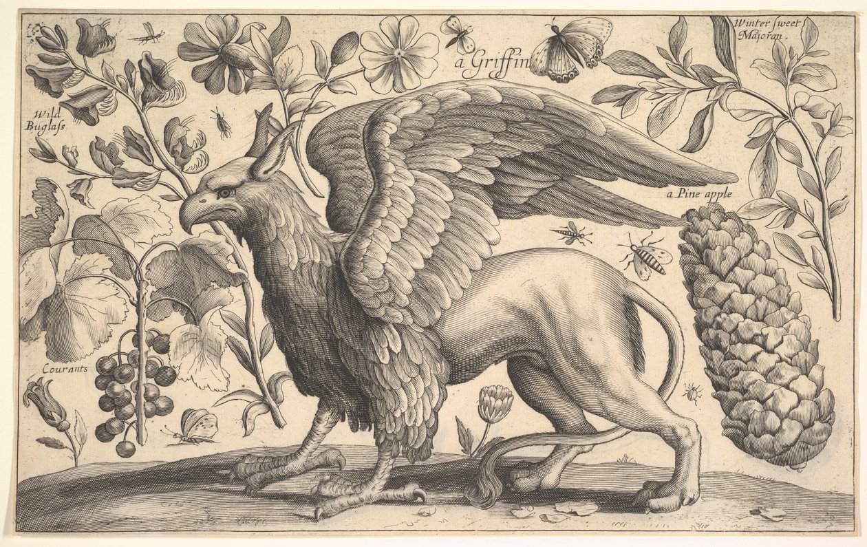 Un griffon, 1625-77 - Wenceslaus Hollar