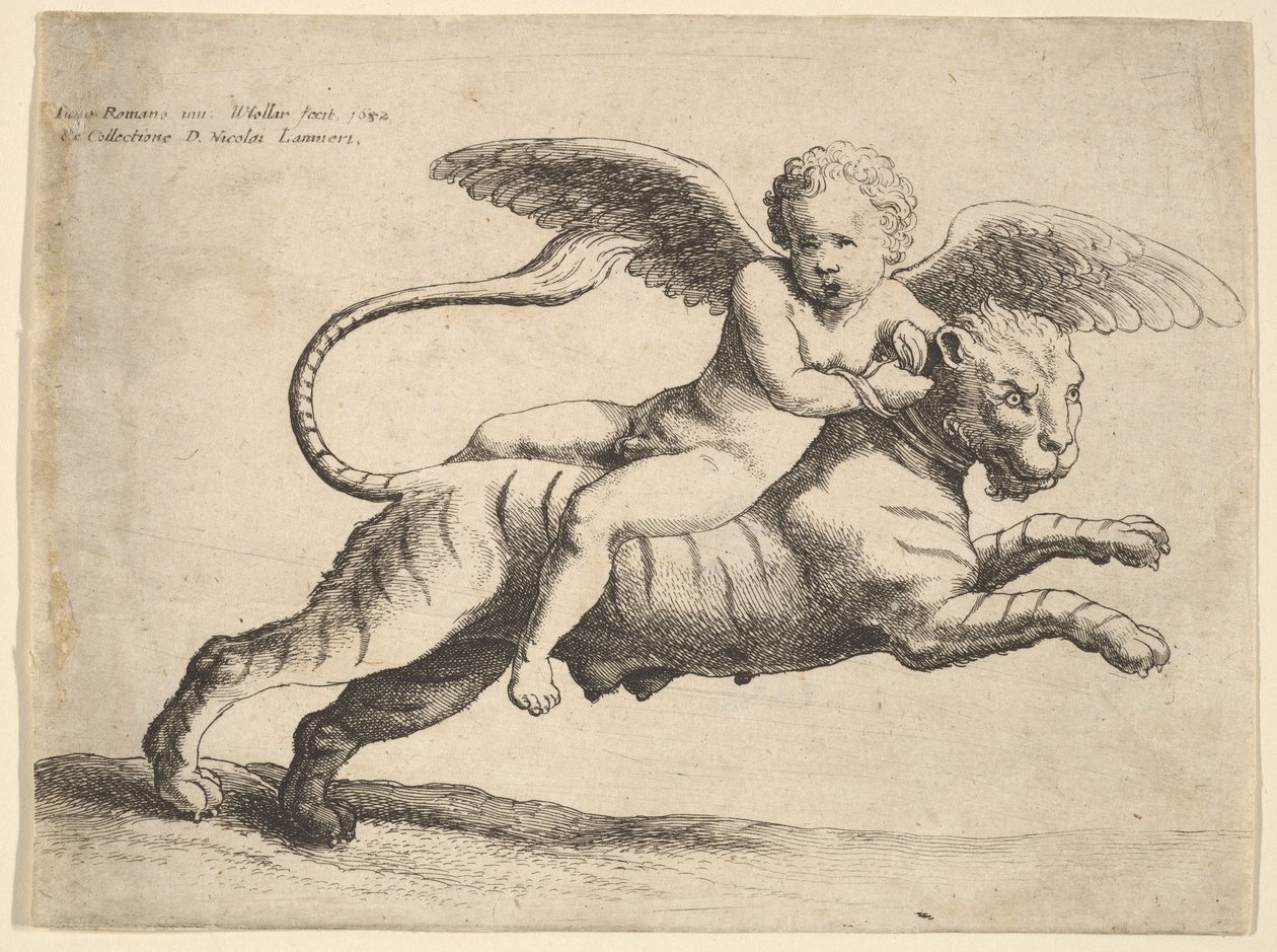 Cupidon sur un tigre - Wenceslaus Hollar