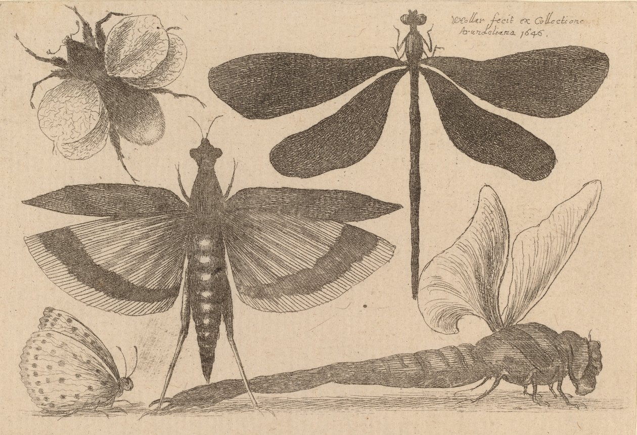 Libellules et un bourdon - Wenceslaus Hollar