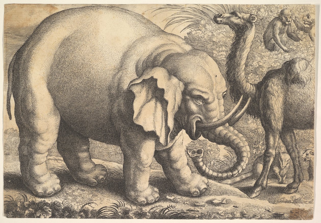 Éléphant et chameau, 17ème siècle - Wenceslaus Hollar