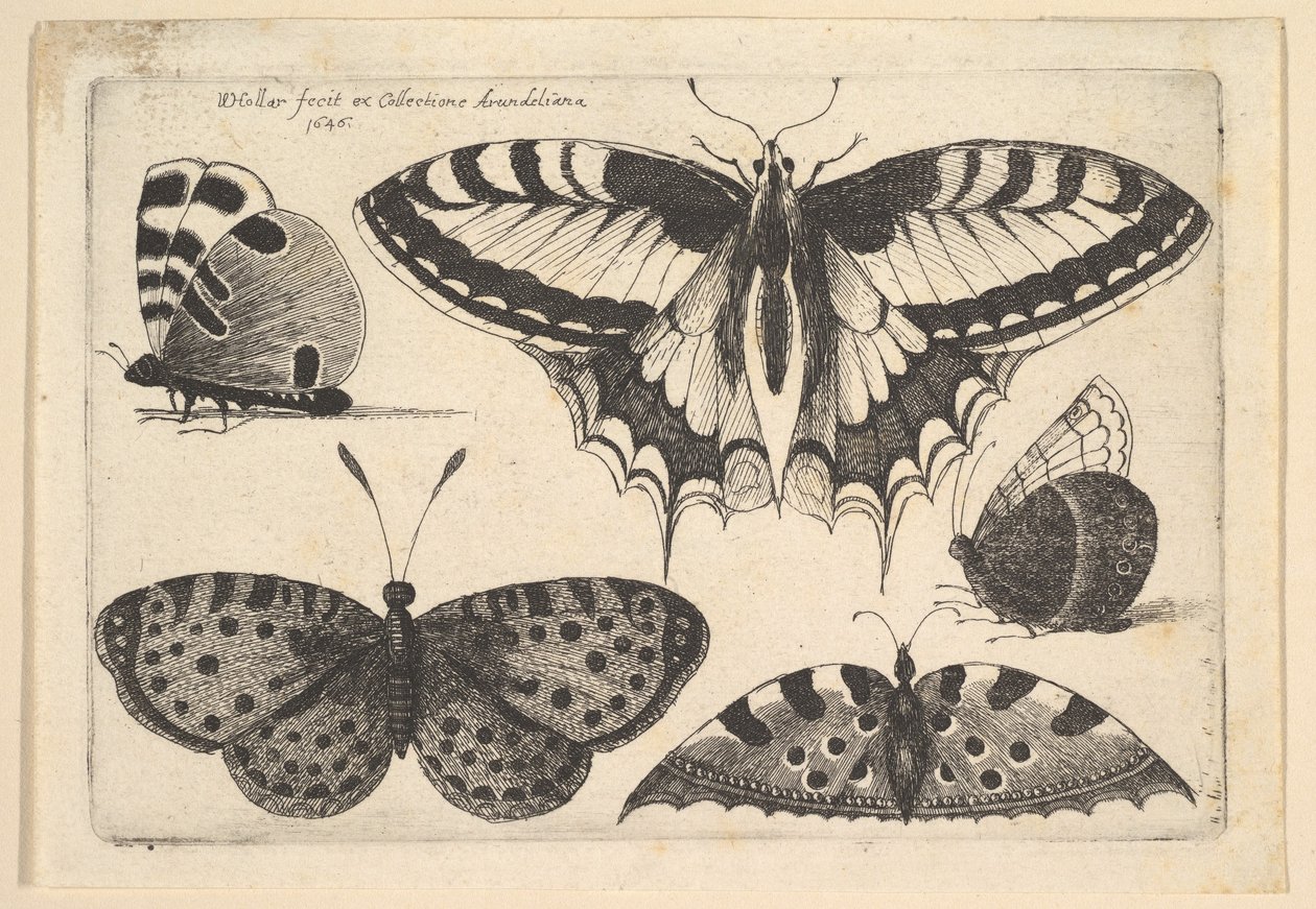 Cinq papillons, 1646 - Wenceslaus Hollar