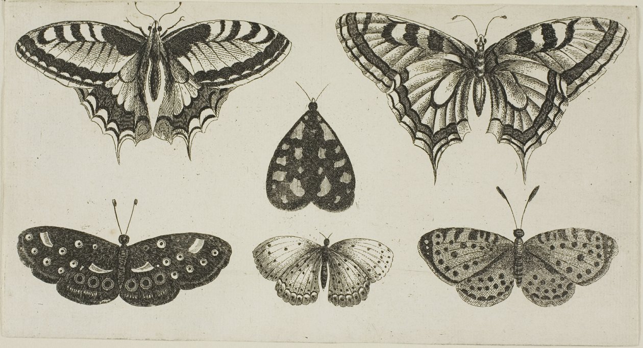 Cinq papillons et un papillon de nuit - Wenceslaus Hollar