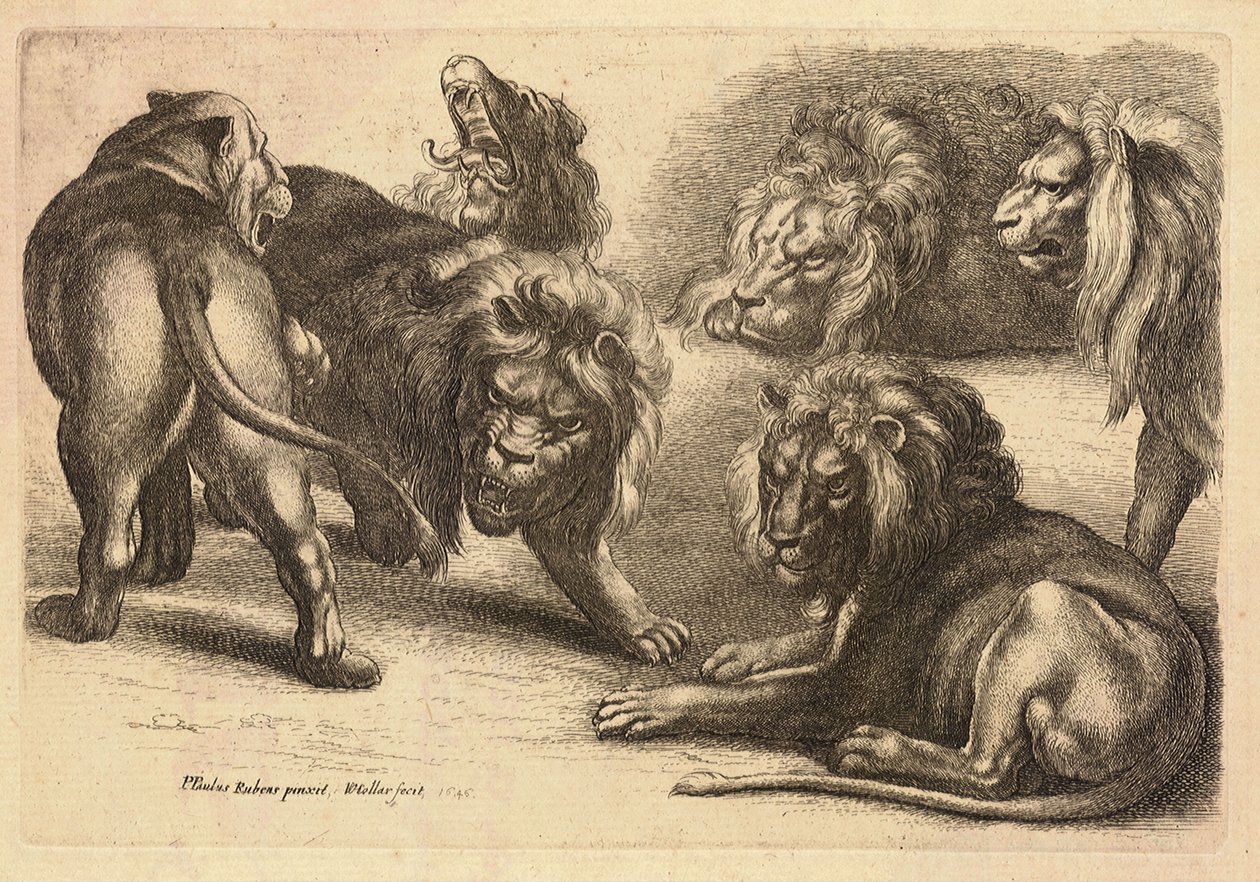 Cinq lions et une lionne, d