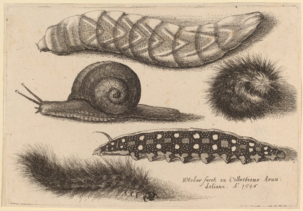 Quatre chenilles et un escargot - Wenceslaus Hollar