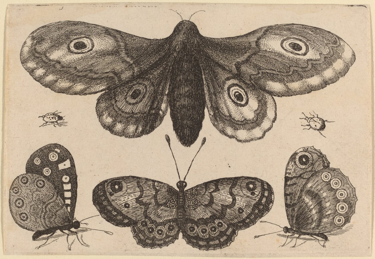 Papillon de nuit, trois papillons et deux coléoptères - Wenceslaus Hollar