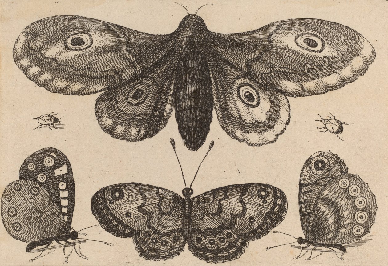 Papillon de nuit, trois papillons et deux coléoptères, 1646 - Wenceslaus Hollar