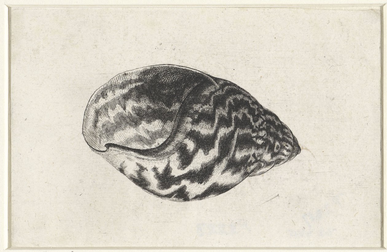Coquille, achatina achatina, Coquilles (titre de la série) - Wenceslaus Hollar