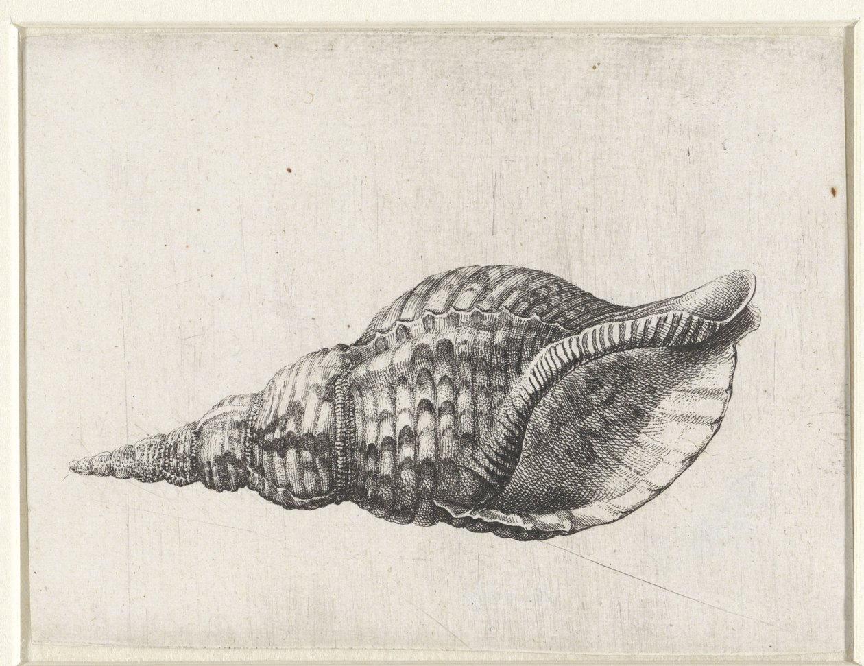 Schelp, charonia tritonis Schelpen (titre de la série) - Wenceslaus Hollar