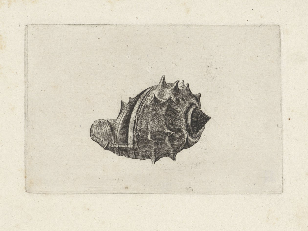 Coquille, melongena melongena - Wenceslaus Hollar