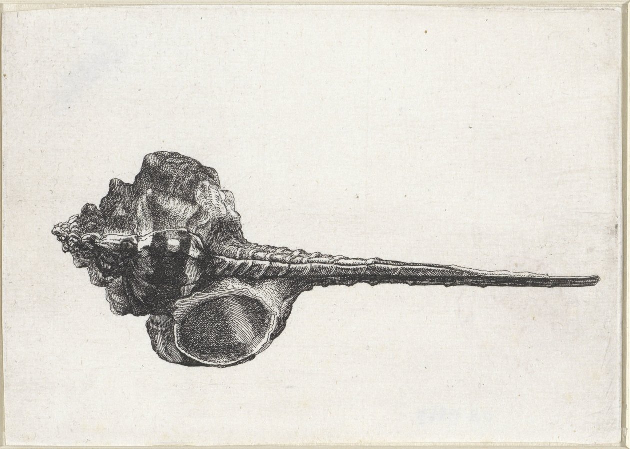 Coquille, murex haustellum - Wenceslaus Hollar
