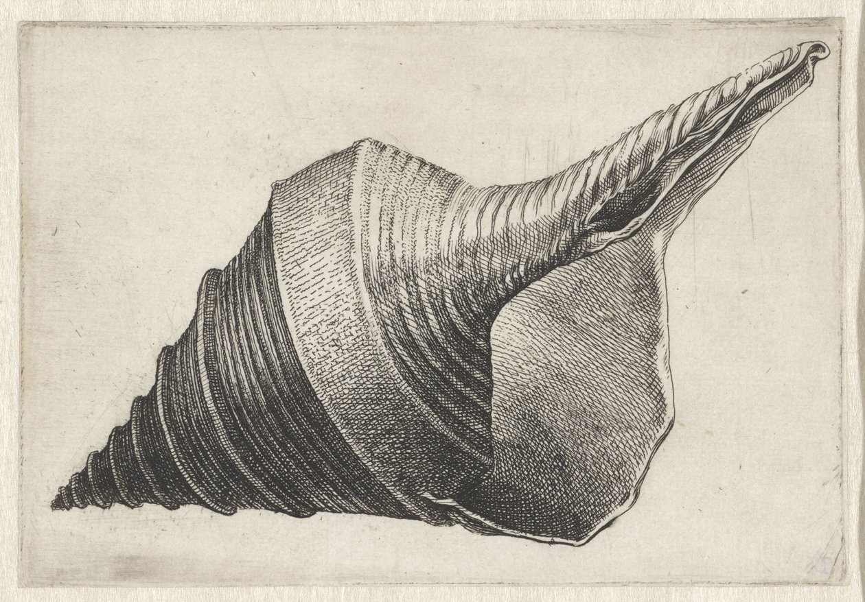 Coquillage, syrinx aruanus - Wenceslaus Hollar