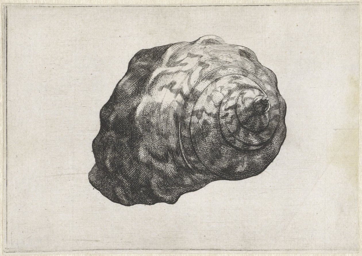 Coquille, turbo sarmaticus - Wenceslaus Hollar