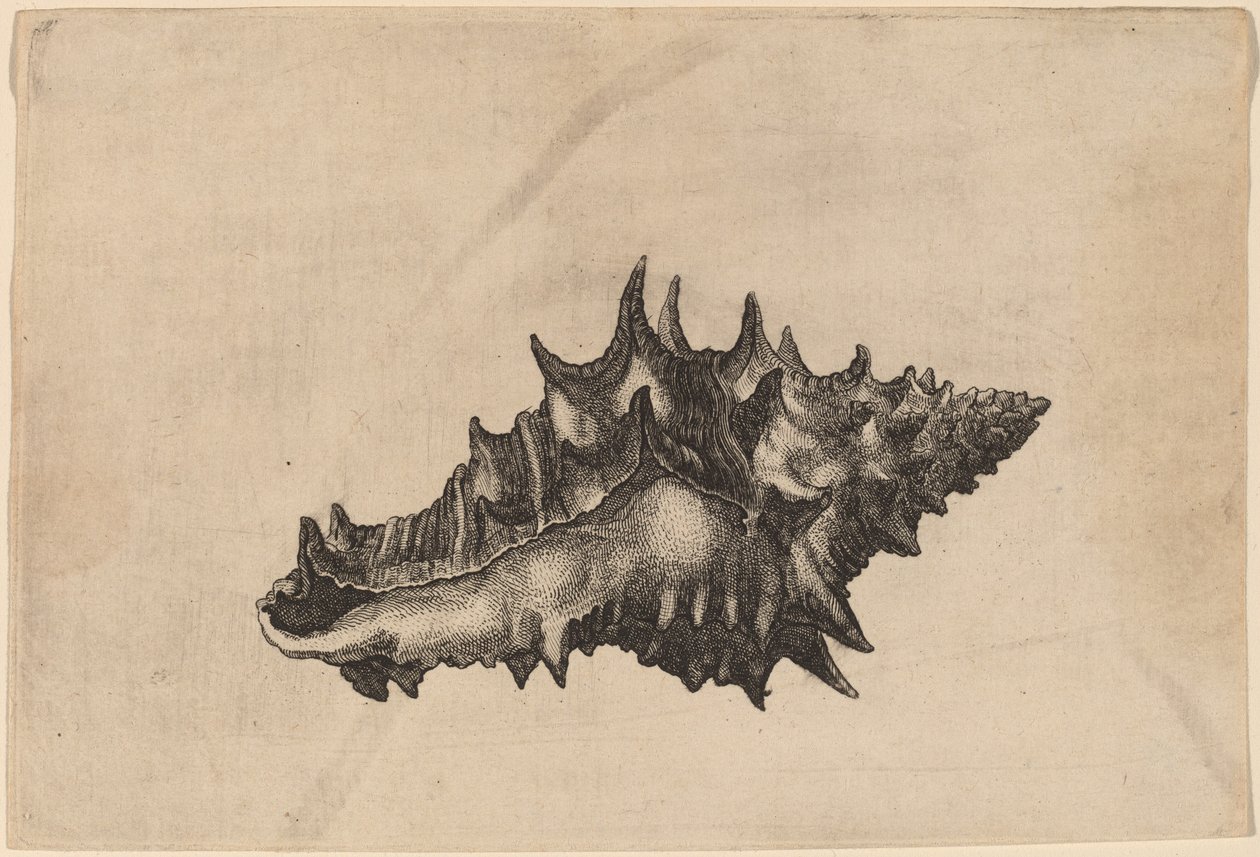 Coquillage (Vasum ceramicum) - Wenceslaus Hollar