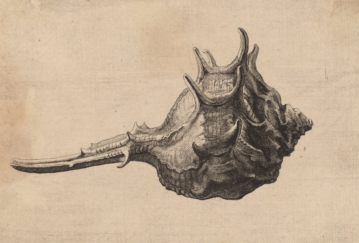 Coquille Murex brandaris, vers 1645 - Wenceslaus Hollar