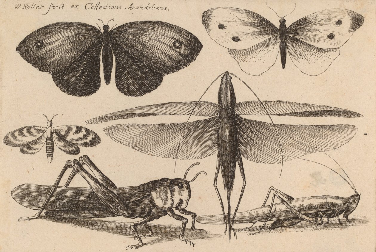 Six insectes, 1646 - Wenceslaus Hollar