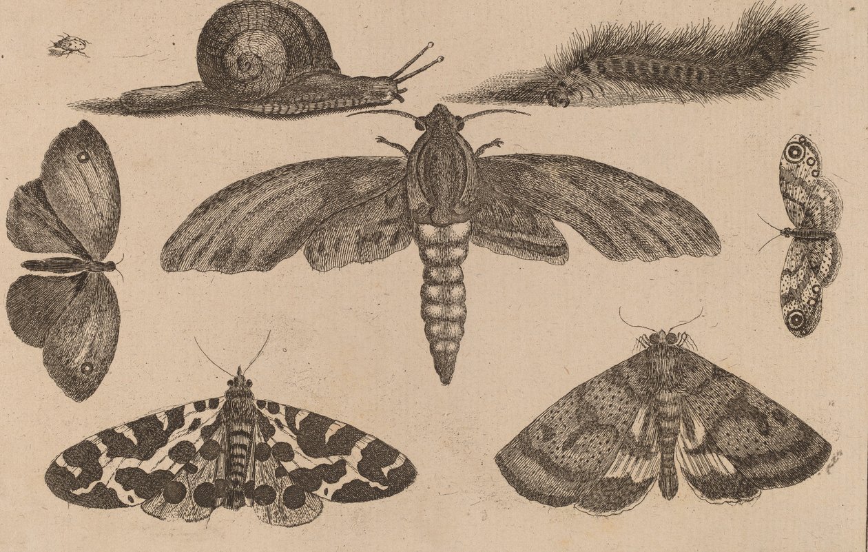 Six insectes, une chenille et un escargot - Wenceslaus Hollar