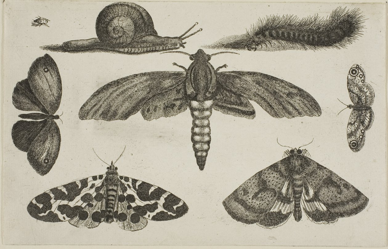 Six insectes, une chenille et un escargot - Wenceslaus Hollar