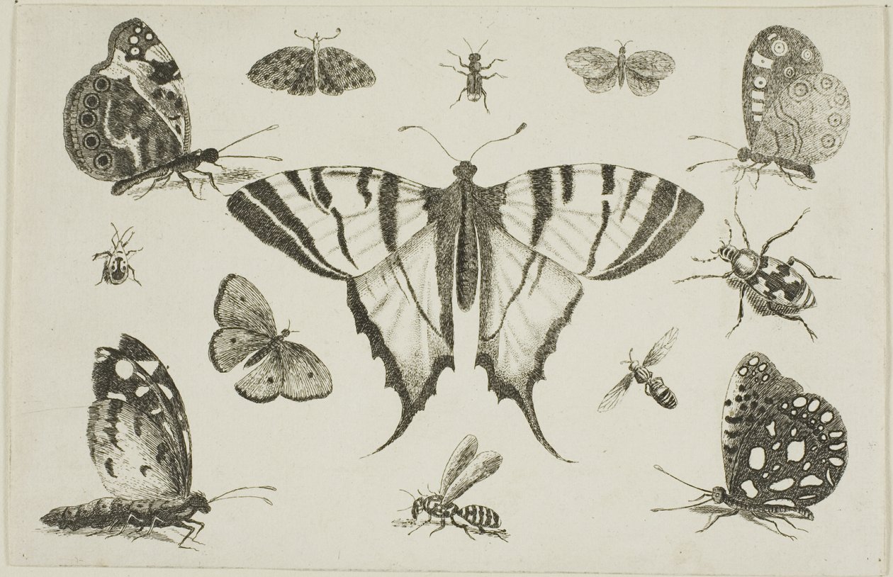 Papillon à queue d