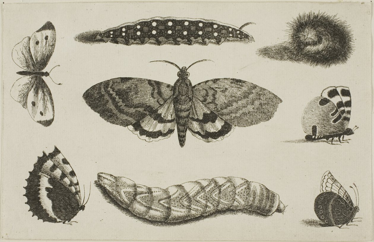 Trois chenilles, un papillon de nuit et quatre papillons - Wenceslaus Hollar