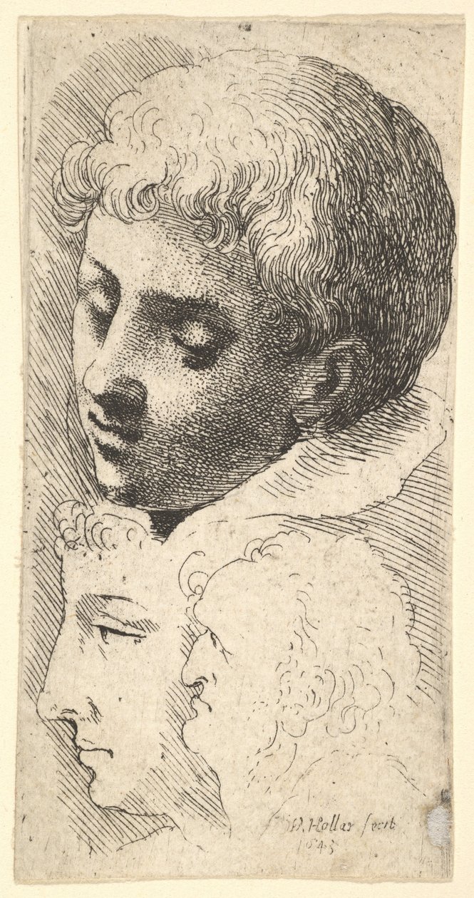 Trois têtes, 1645 - Wenceslaus Hollar