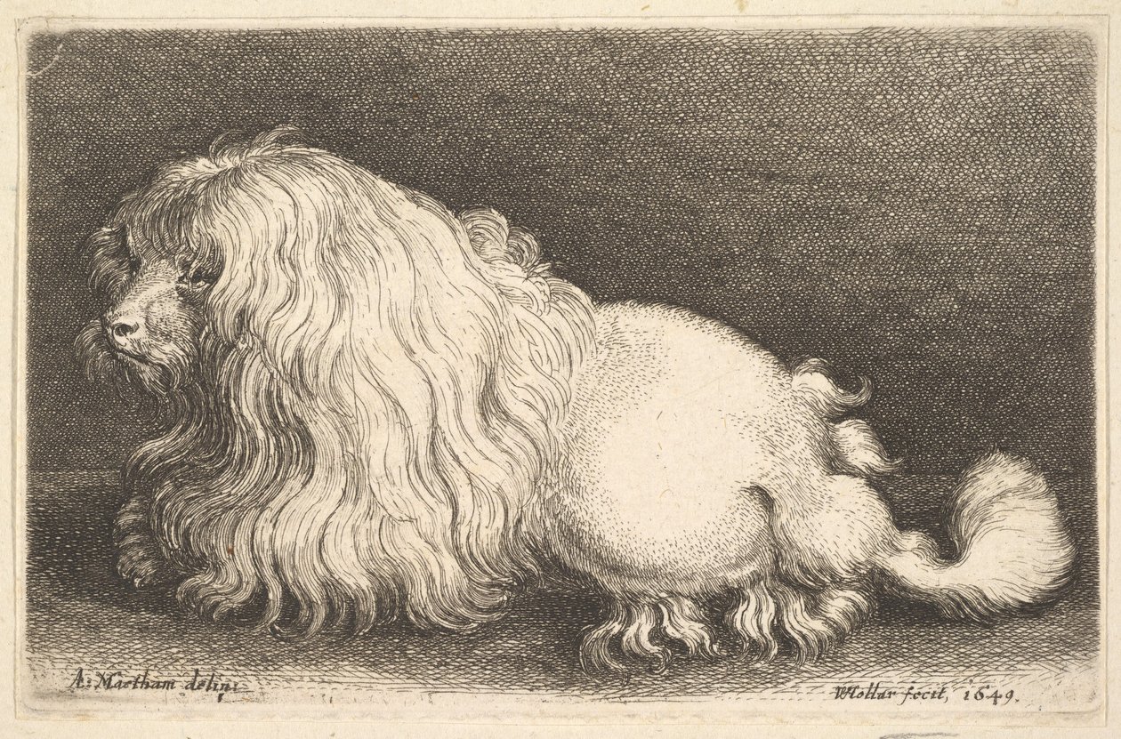 Chien blanc - Wenceslaus Hollar
