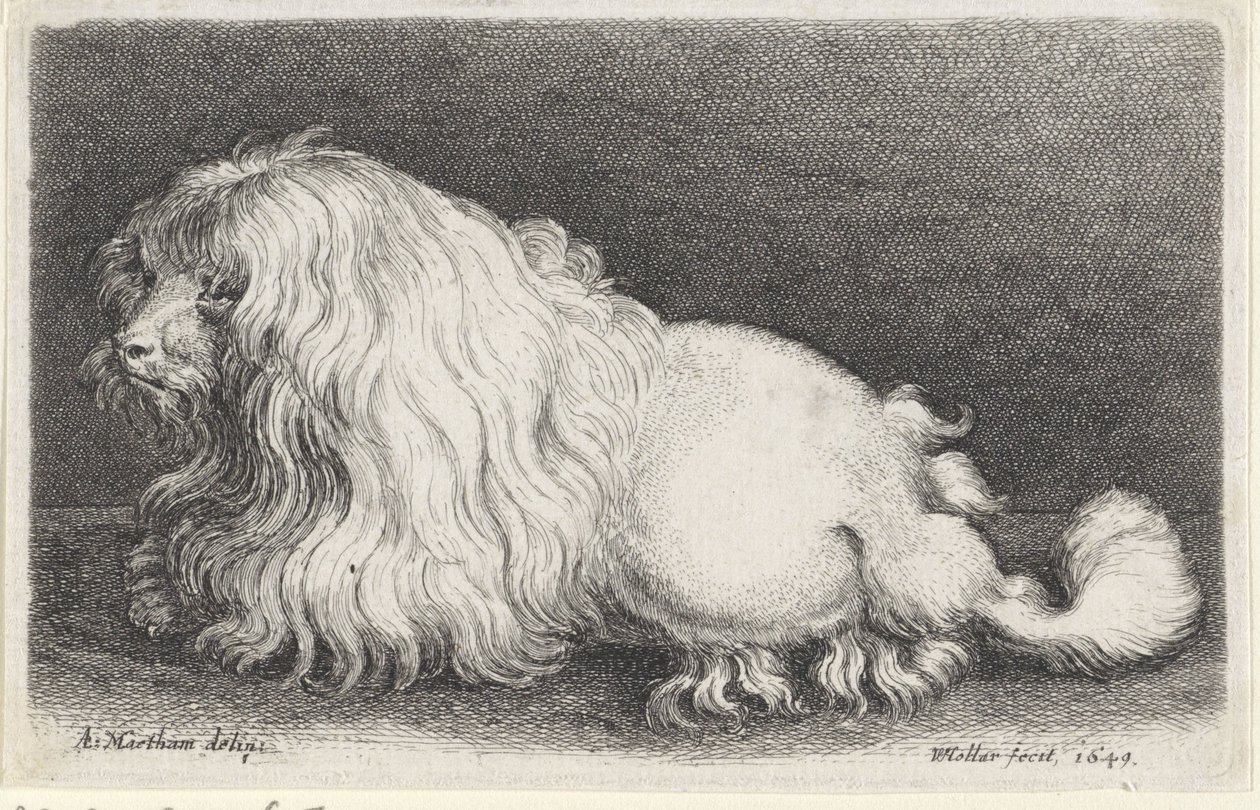 Chien blanc - Wenceslaus Hollar