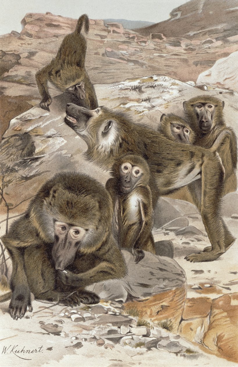 Babouin, planche de Brehms Tierleben: Allgemeine Kunde des Tierreichs, vol.1, p.166, publié par Bibliographisches Institut, 1890 - Wilhelm Kuhnert