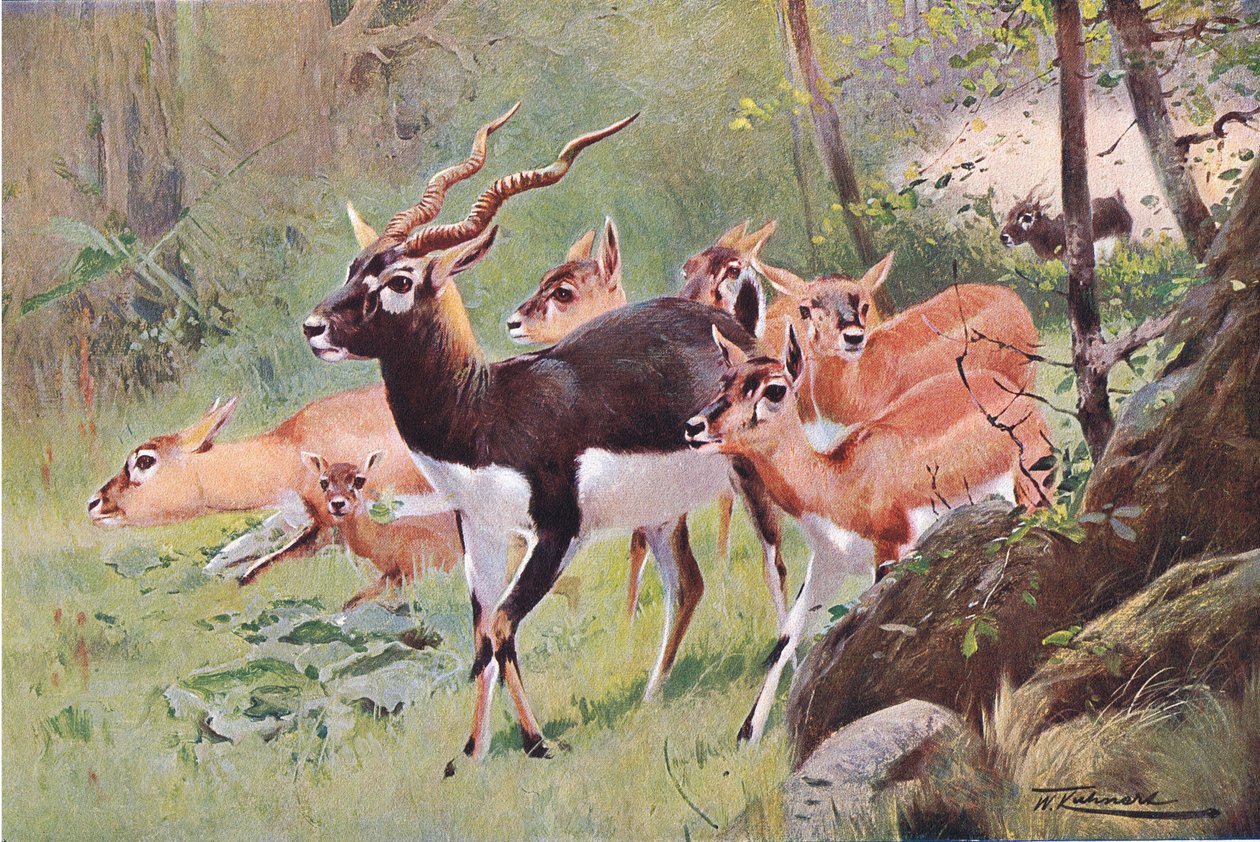 Black Buck, de Wildlife of the World publié par Frederick Warne & Co, vers 1900 - Wilhelm Kuhnert