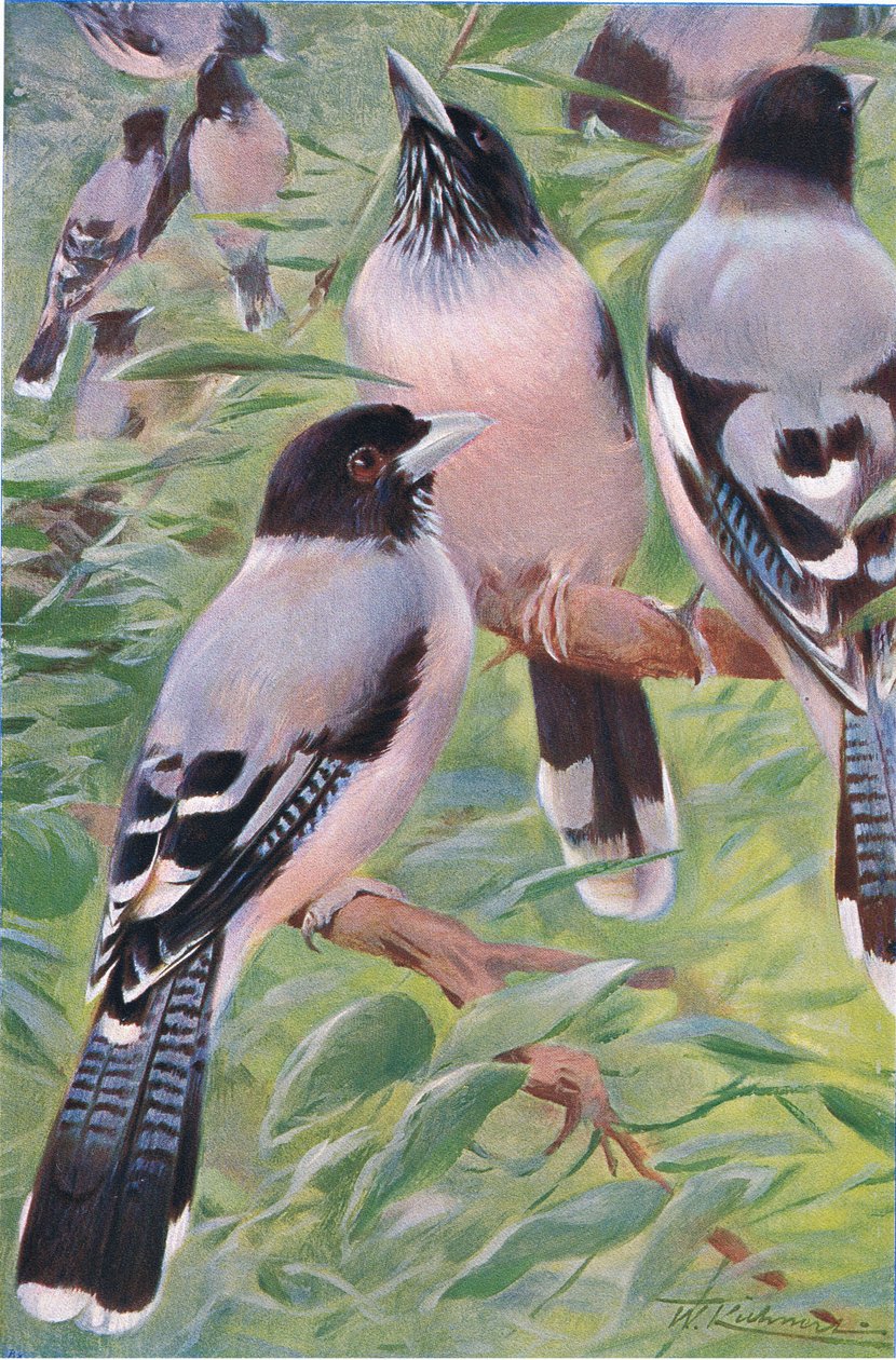 Geai lancéolé, tiré de La Faune du Monde publié par Frederick Warne & Co, vers 1900 - Wilhelm Kuhnert