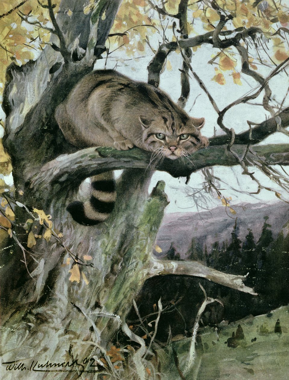 Chat sauvage dans un arbre, 1902 - Wilhelm Kuhnert