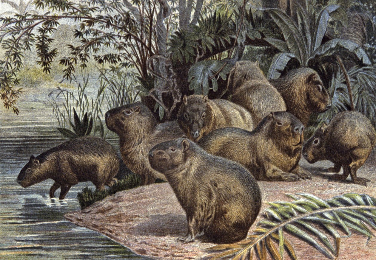 Capybaras - Wilhelm Kuhnert
