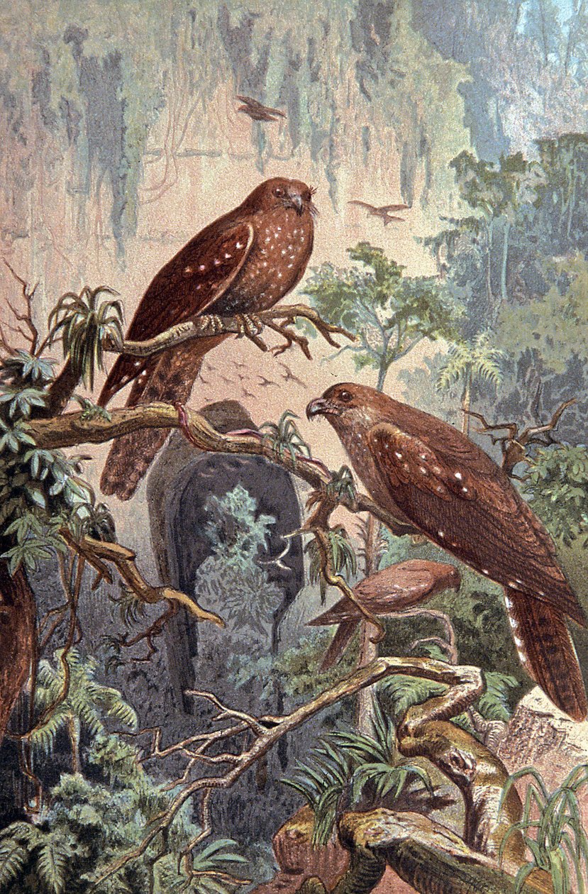 Grotte Guacharo, vers 1910 (illustration) - Wilhelm Kuhnert