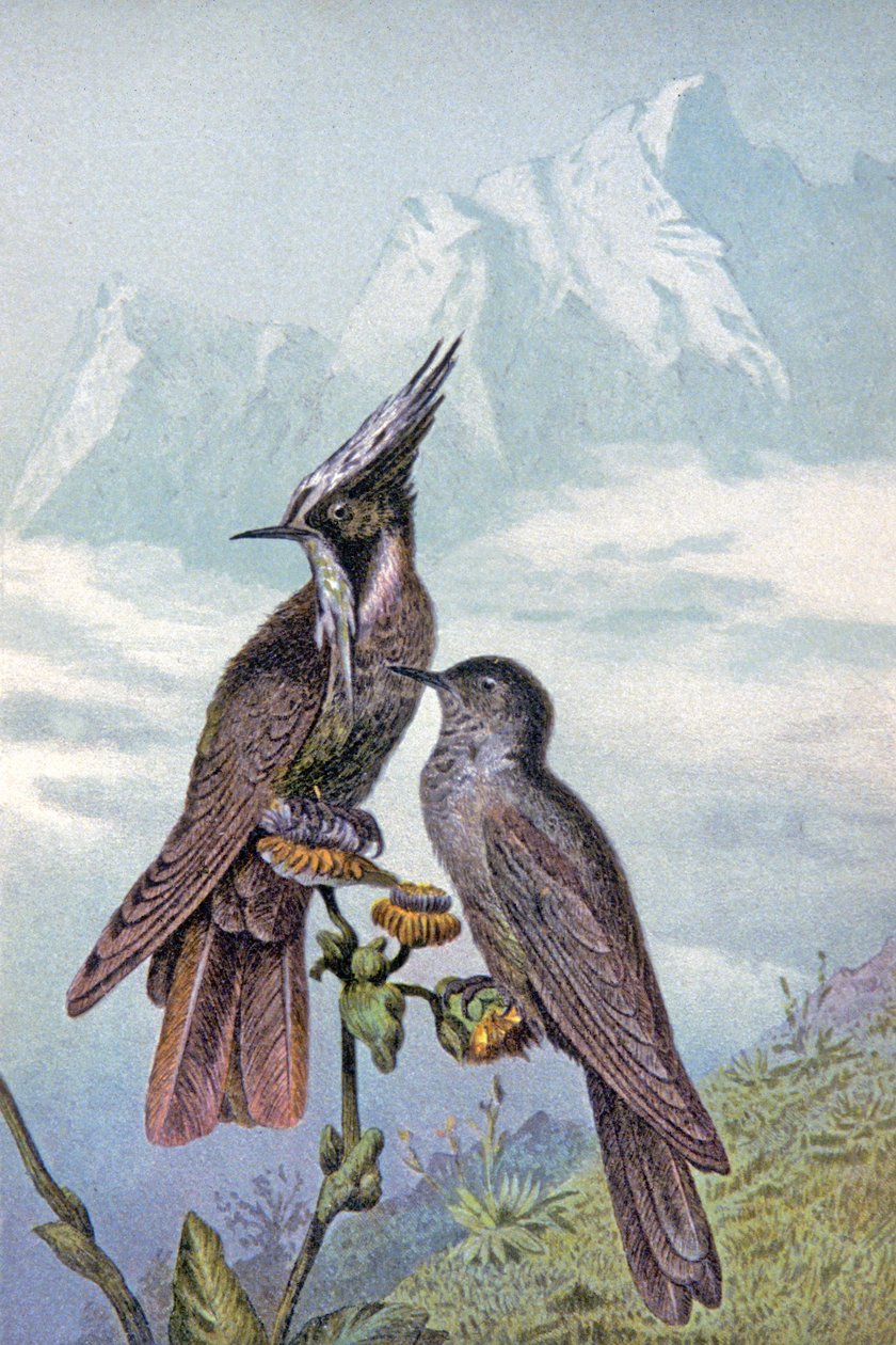 Masque de colibri, vers 1910 (illustration) - Wilhelm Kuhnert