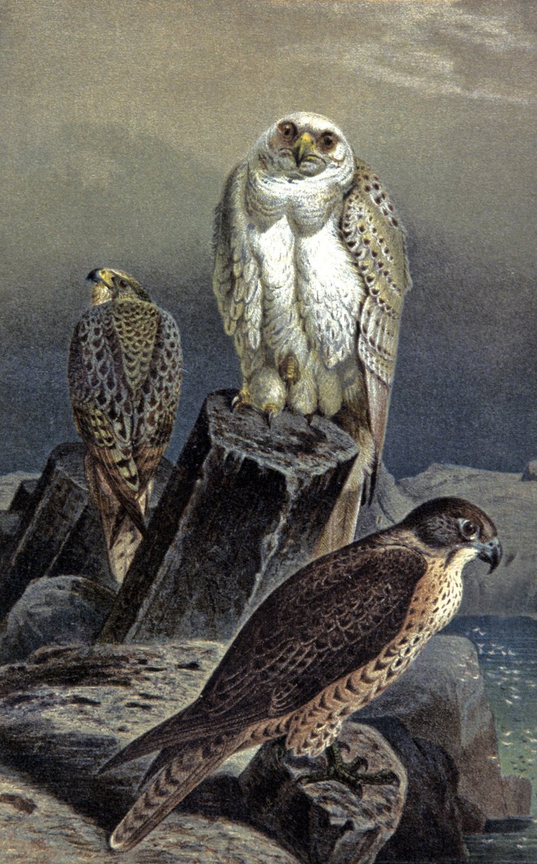 Faucon de chasse, c.1910 (illustration) - Wilhelm Kuhnert