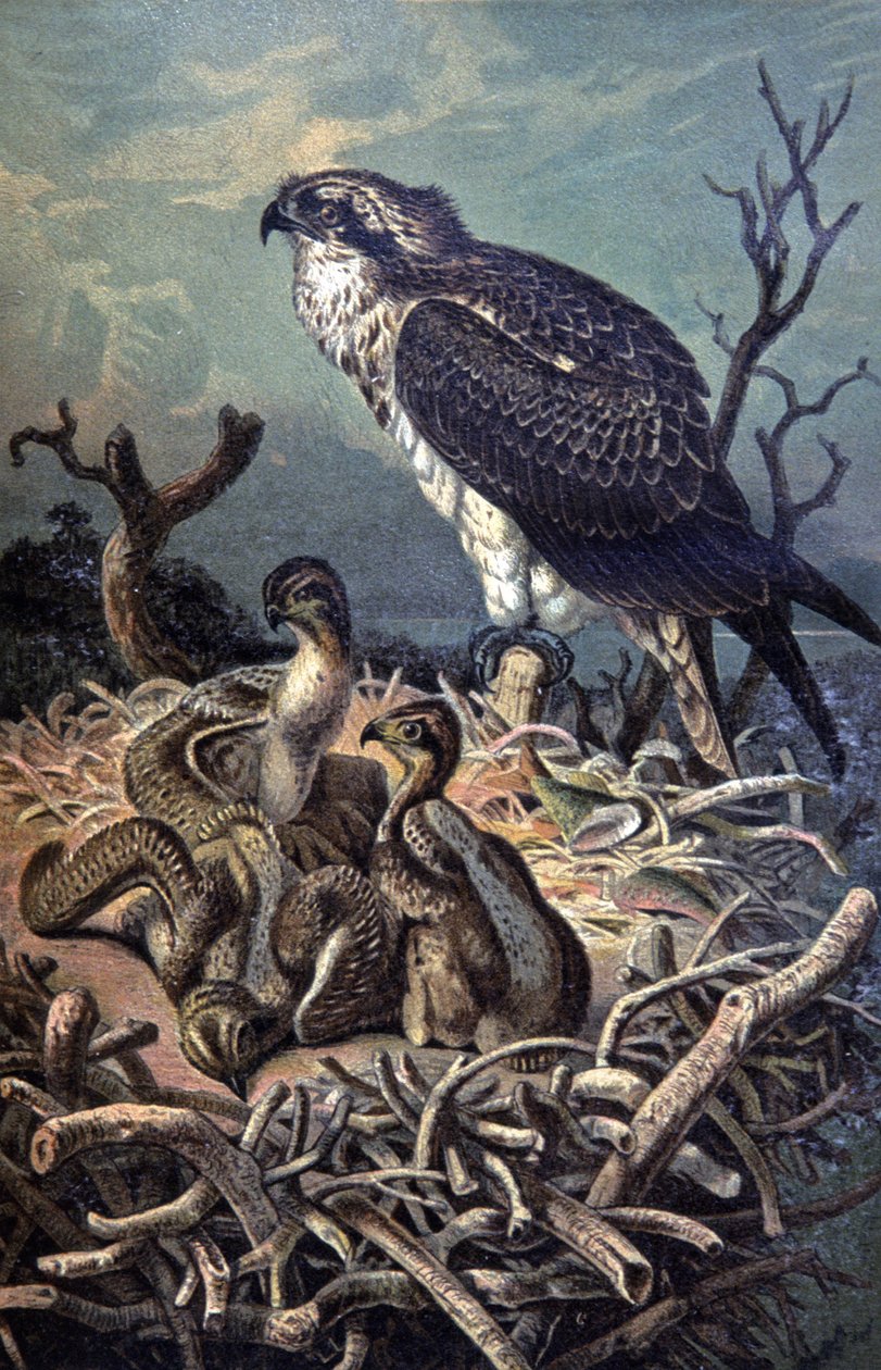 Balbuzard, vers 1910 (illustration) - Wilhelm Kuhnert