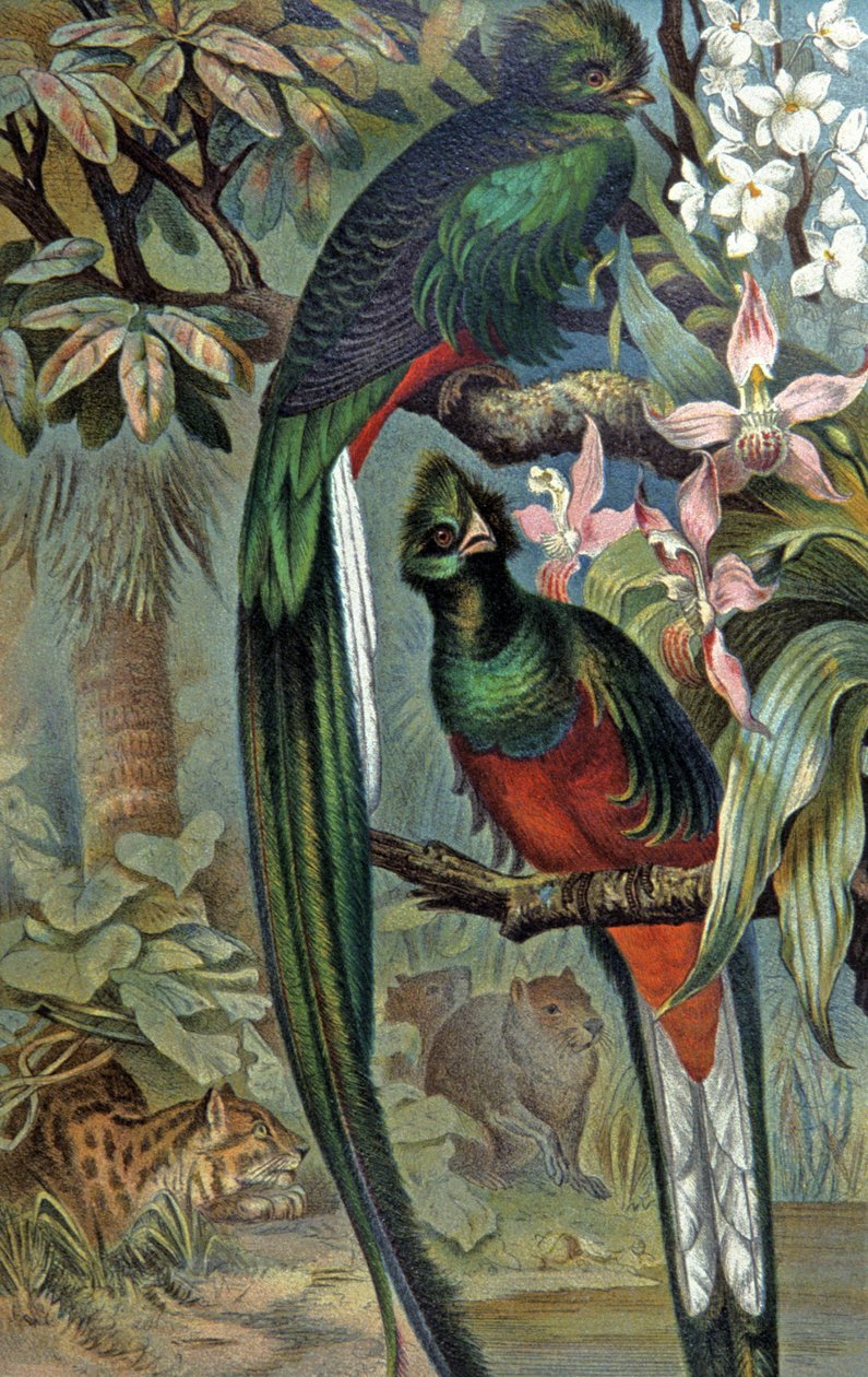 Quetzal resplendissant, vers 1910 (illustration) - Wilhelm Kuhnert