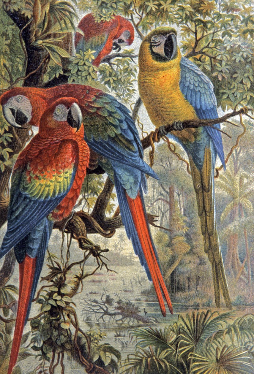 Perroquets rouges, c.1910 (illustration) - Wilhelm Kuhnert