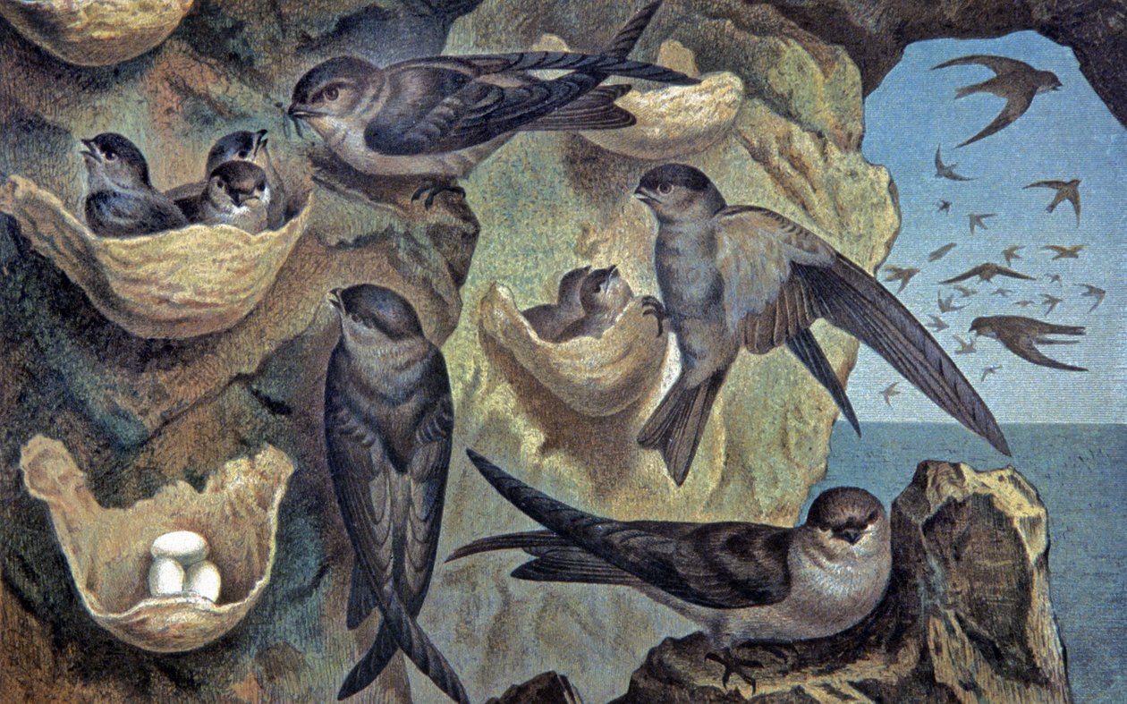 Salangana des Mascareignes, c.1910 (illustration) - Wilhelm Kuhnert