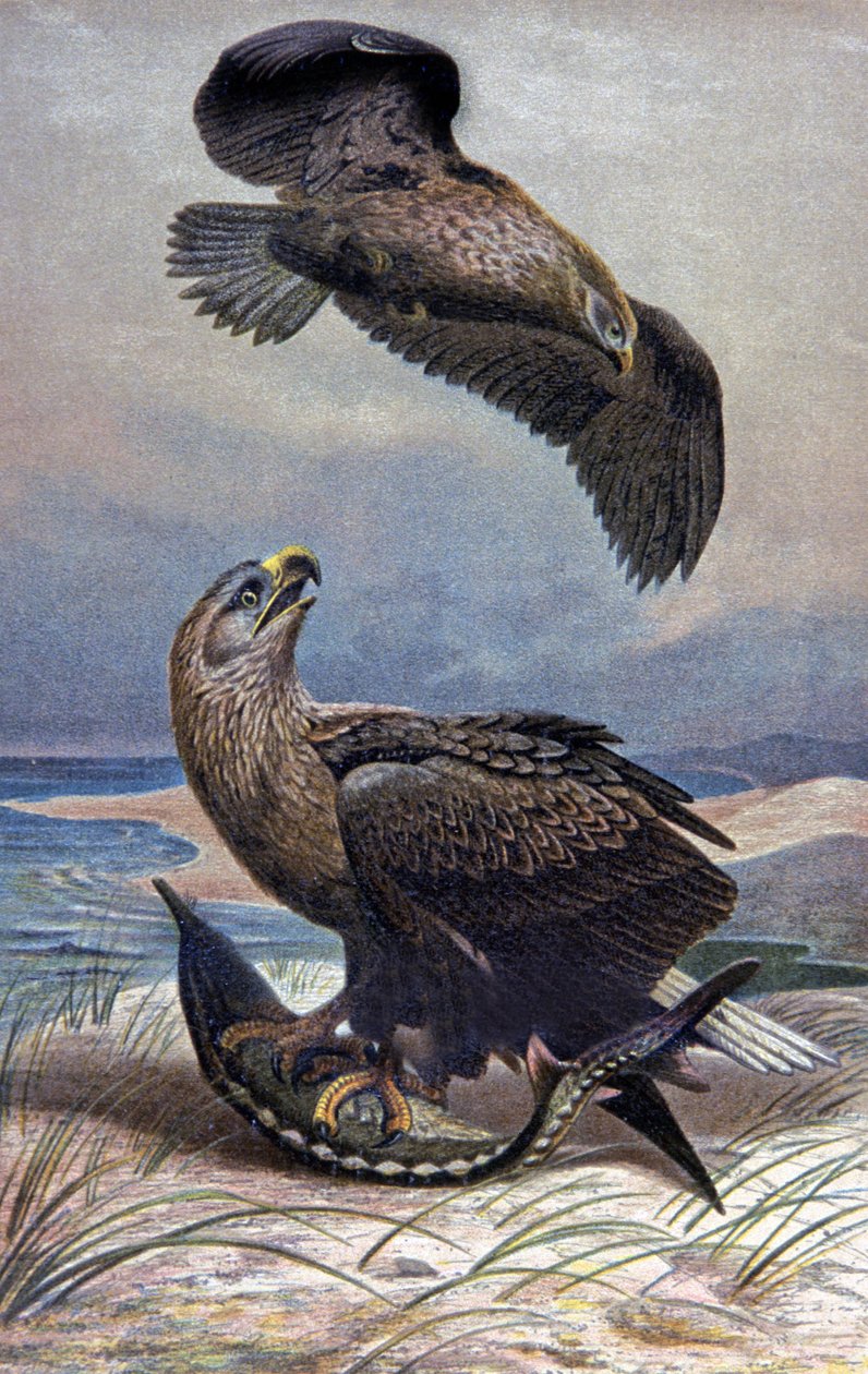 Pygargue à queue blanche (illustration) - Wilhelm Kuhnert