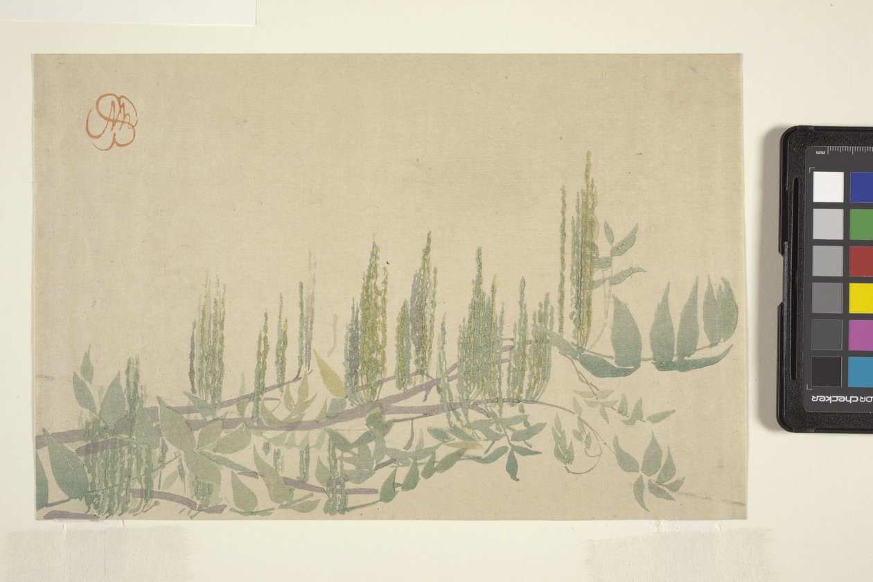 Glycine, c.1908 - Wilhelmina Seegmiller