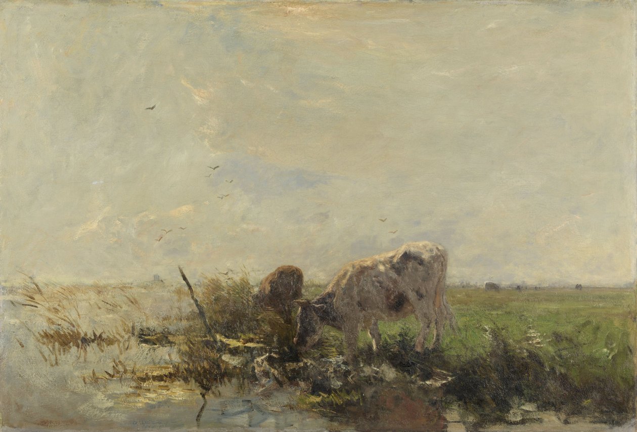Vaches près d
