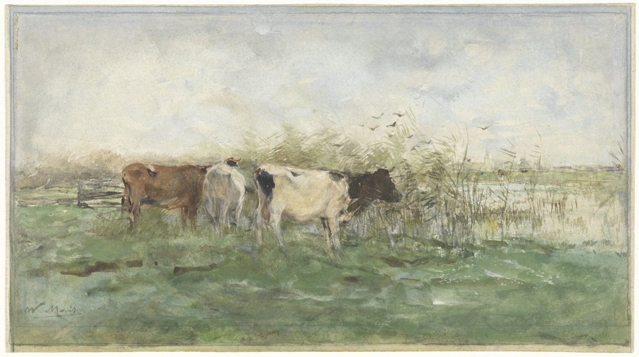 Vaches près d