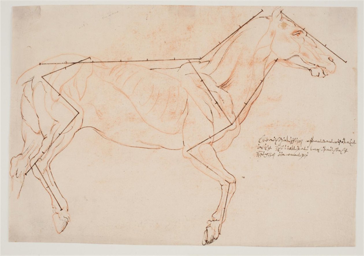 Étude anatomique et de proportions. Un cheval - Willem Panneels